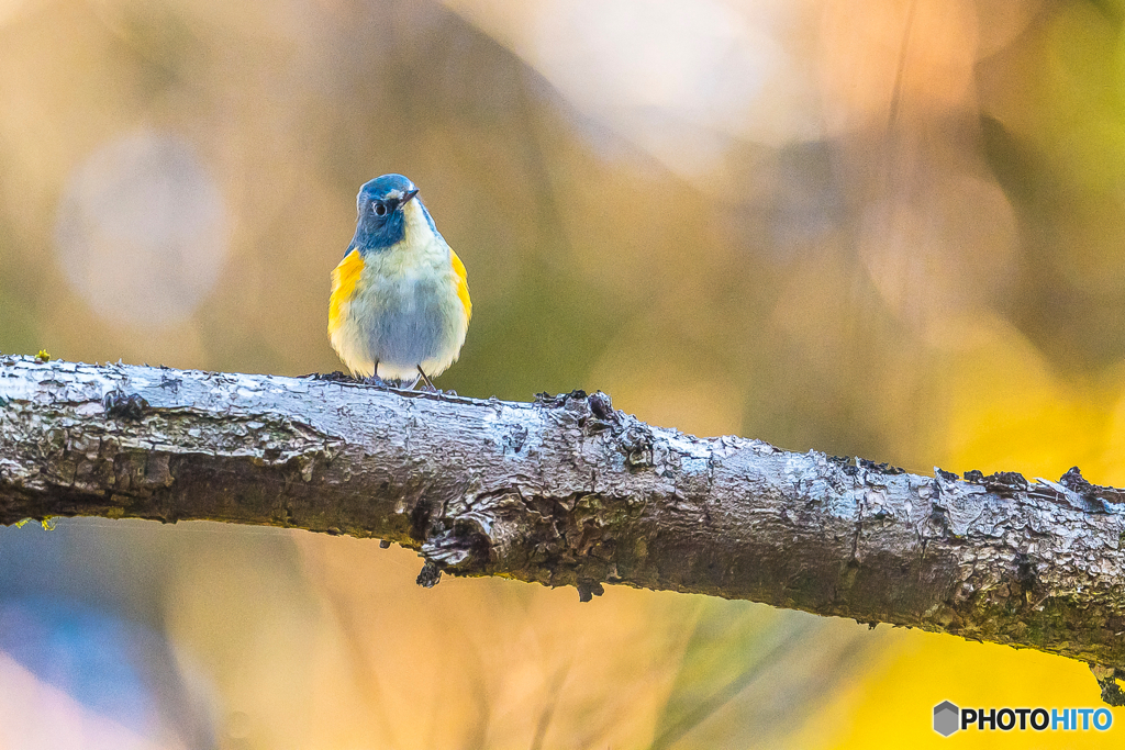 2026年 ルリビタキ 2