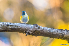 2026年 ルリビタキ 2