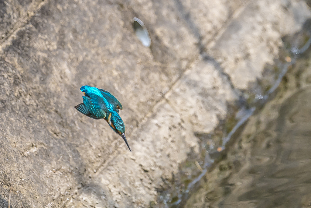 園のカワセミ３５