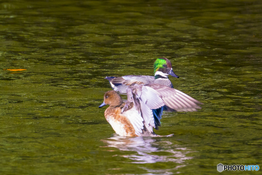 2025年 池の住人達 5