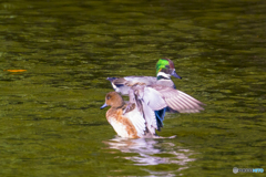 2025年 池の住人達 5