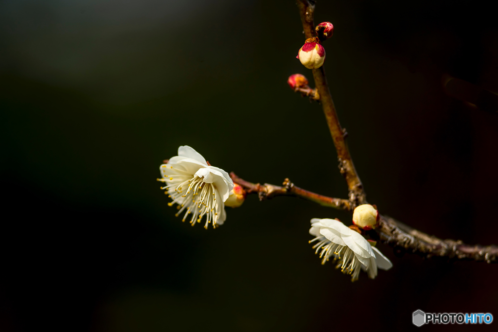 2026年 石橋文化センター散策 18