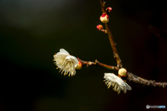 2026年 石橋文化センター散策 18
