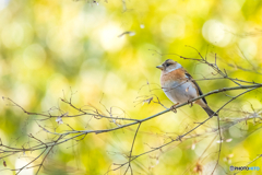2026年 徐福の森の野鳥 2