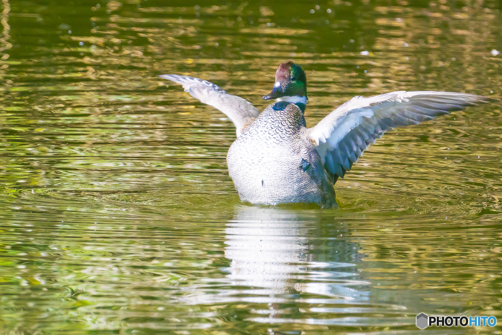 2025年 ヨシガモ 1