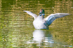 2025年 ヨシガモ 1