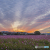 秋桜園 １３