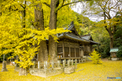 2024年 黄葉の綾部神社 ３