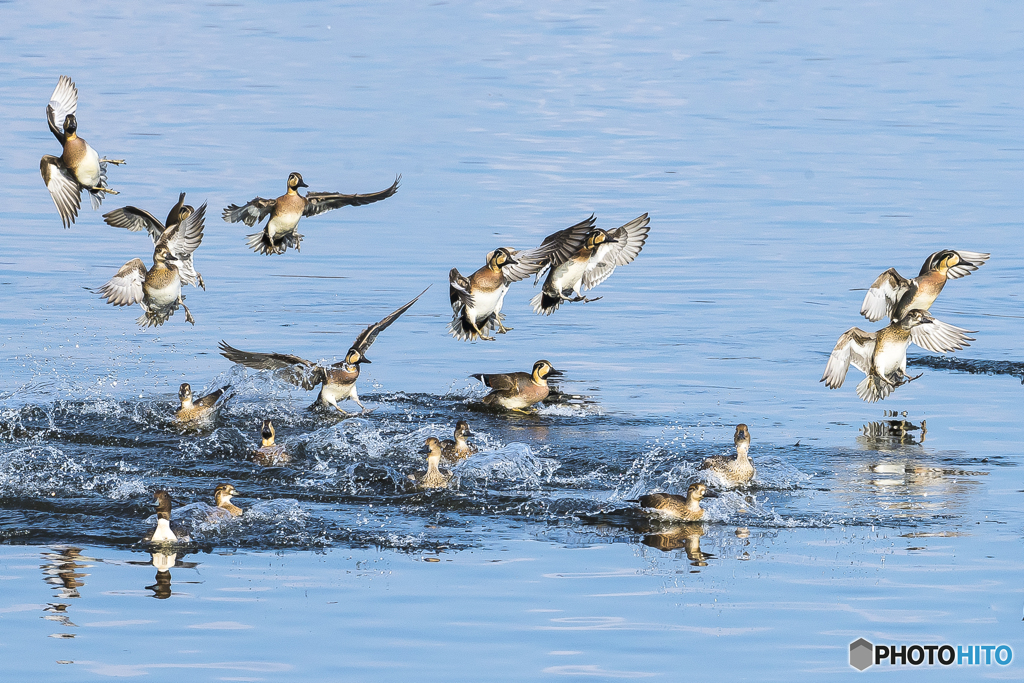 2025年 調整池のトモエガモ 11