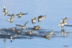 2025年 調整池のトモエガモ 11