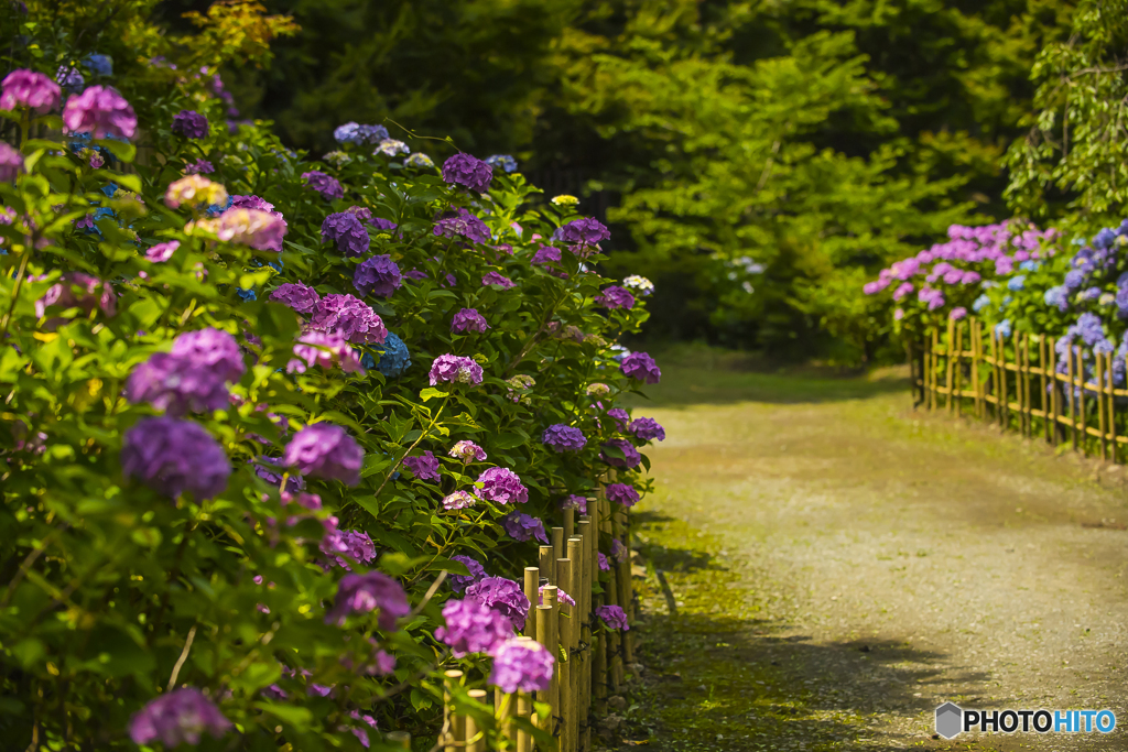 2025年 呑山観音寺の紫陽花 ４