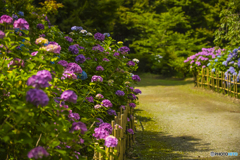 2025年 呑山観音寺の紫陽花 ４