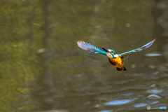 公園のカワセミ １３０
