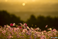 輝くコスモス３