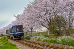 桜列車２３