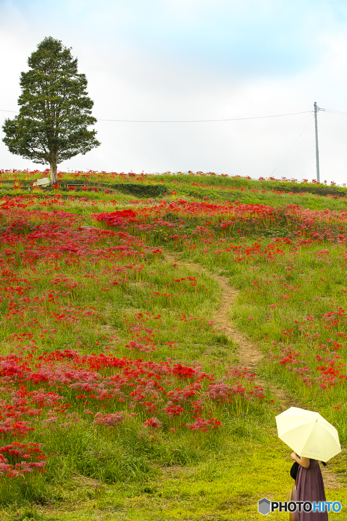 社が丘花公園の彼岸花