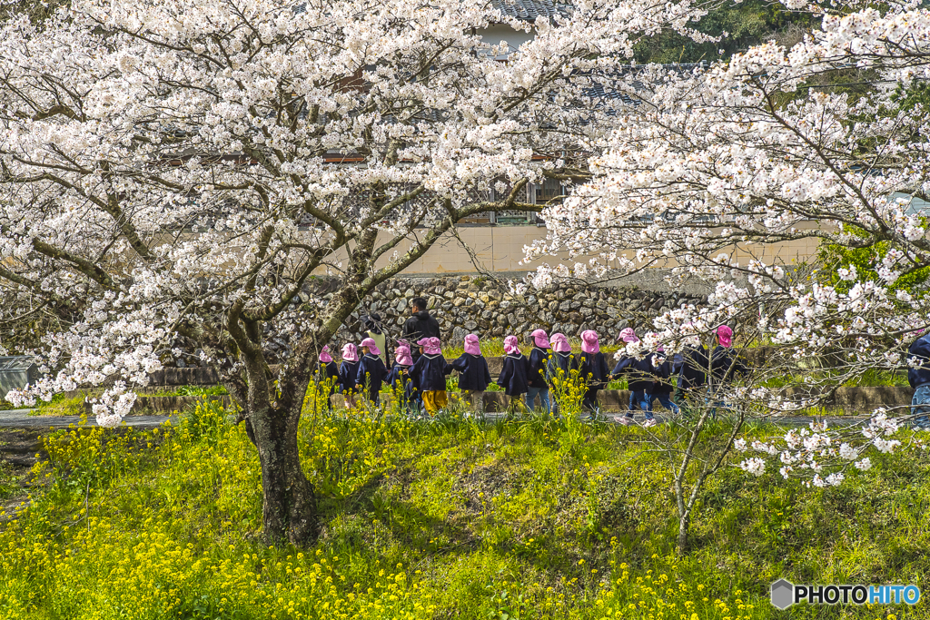 2025年 桜列車（JR日田彦山線）４