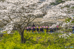 2025年 桜列車（JR日田彦山線）４