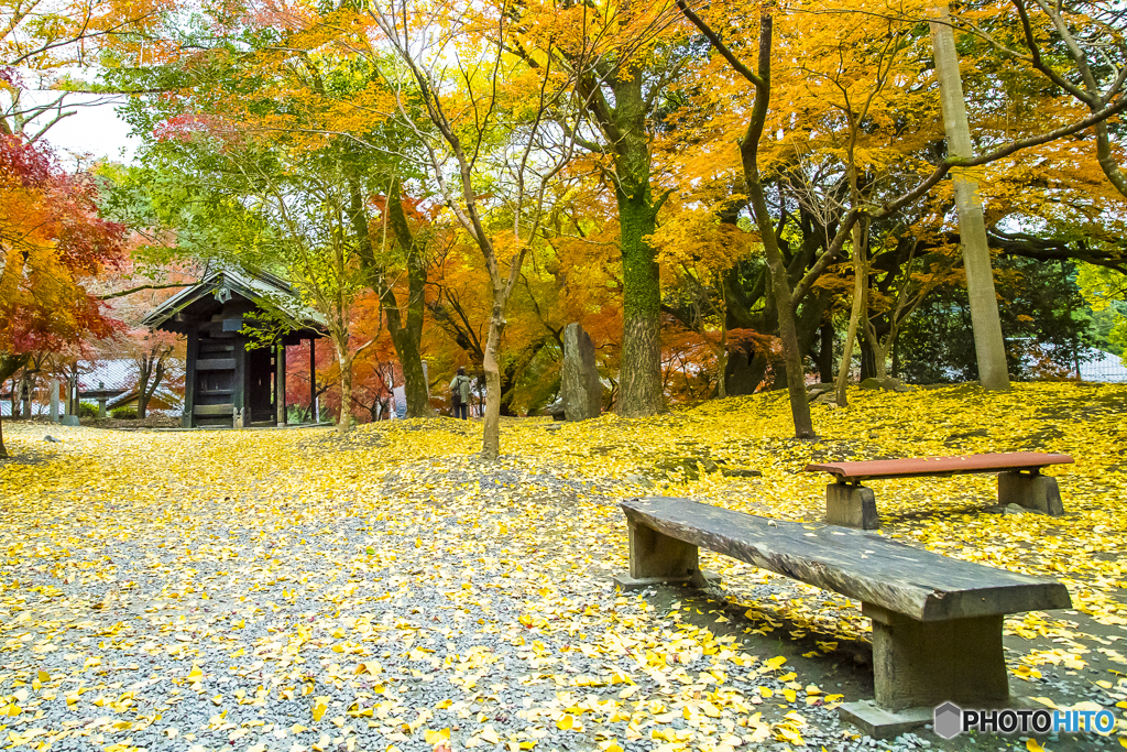 秋月城跡の紅葉３