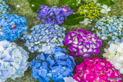 2025年 大聖寺の紫陽花 ３