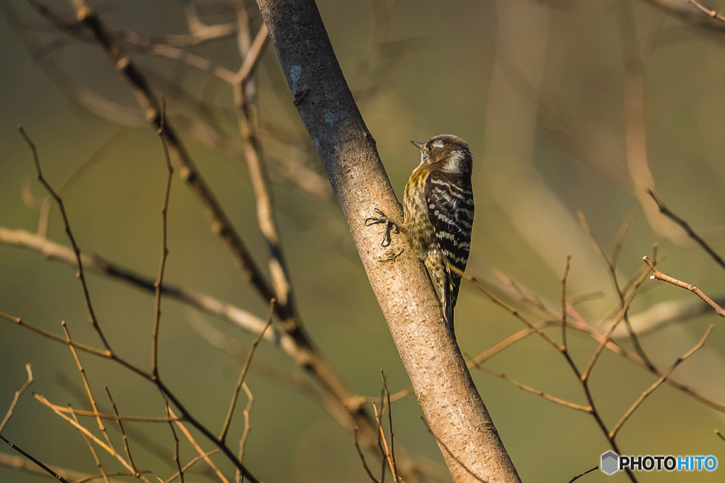 2026年 徐福の森の野鳥 1