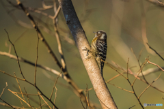 2026年 徐福の森の野鳥 1