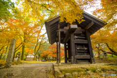 2024年 秋月城跡の紅葉 ９