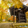 2024年 秋月城跡の紅葉 ９