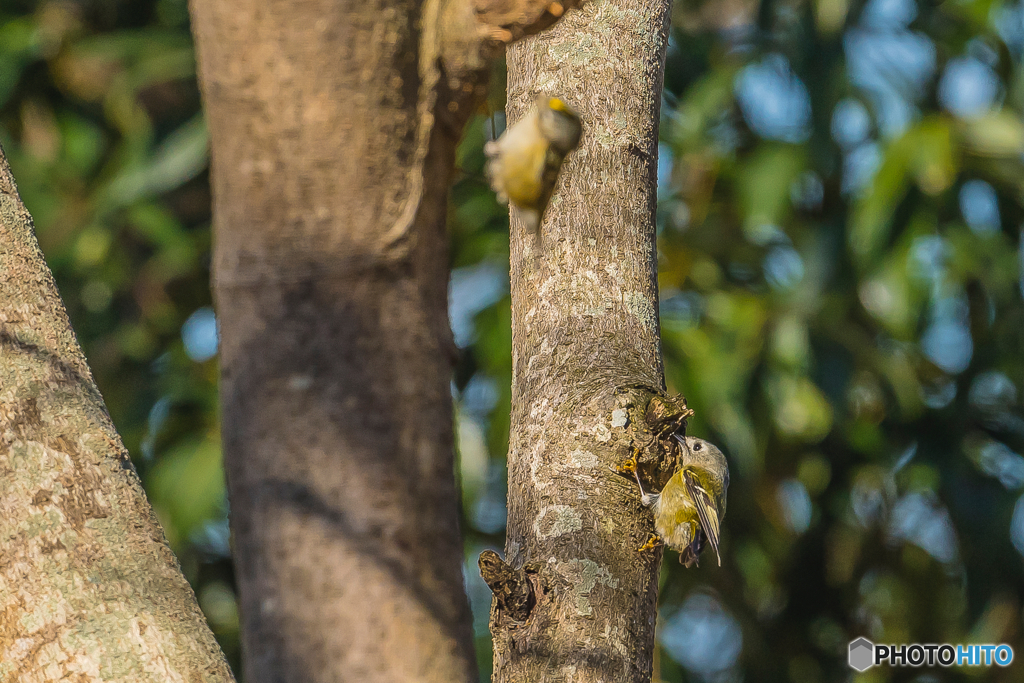 2026年 キクイタダキ 10