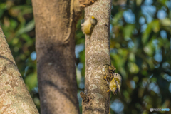 2026年 キクイタダキ 10