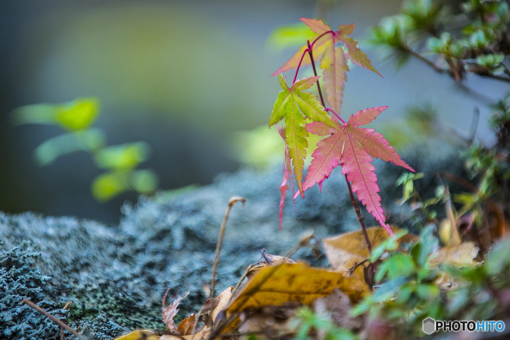 小さな紅葉３