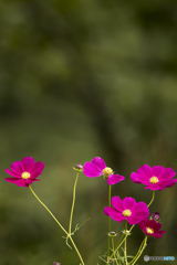 ヒゴタイ公園のコスモス３