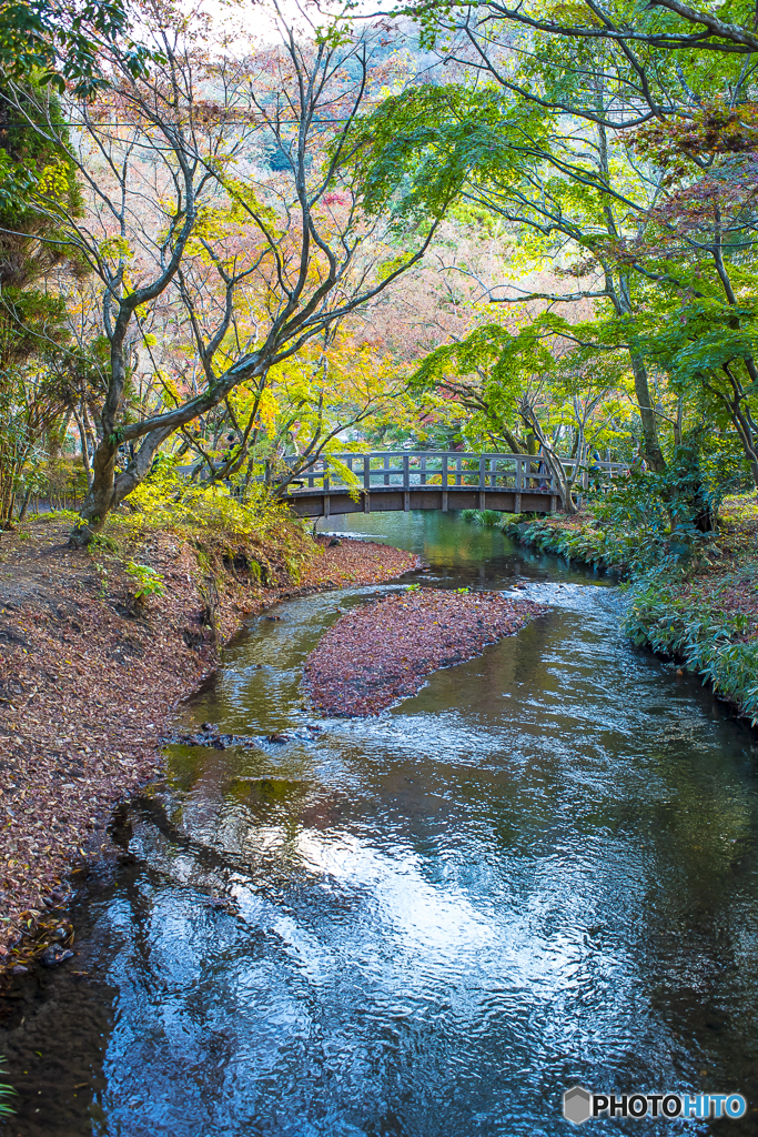 金鱗湖の紅葉１