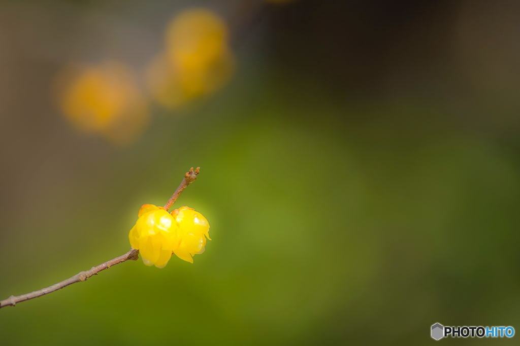 2026年 徐福館に咲く蝋梅 2