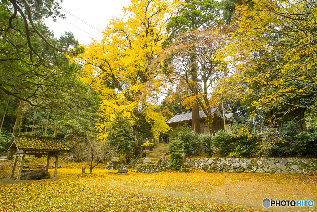 黄金色の雷神社２