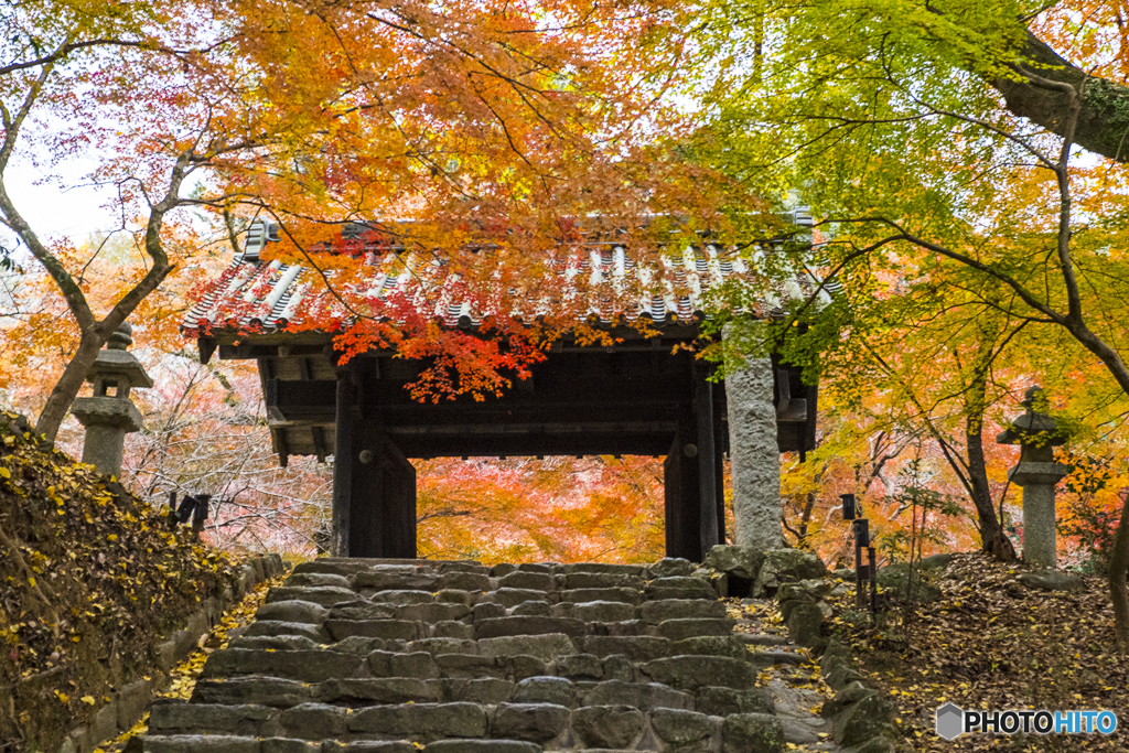 秋月城跡の紅葉１