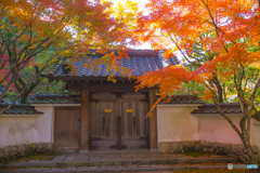 2025年 呑山観音寺の紅葉 6