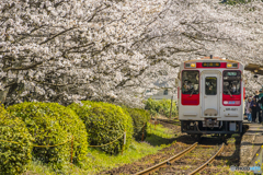 2025年 桜列車（松浦鉄道）２