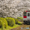 2025年 桜列車（松浦鉄道）２