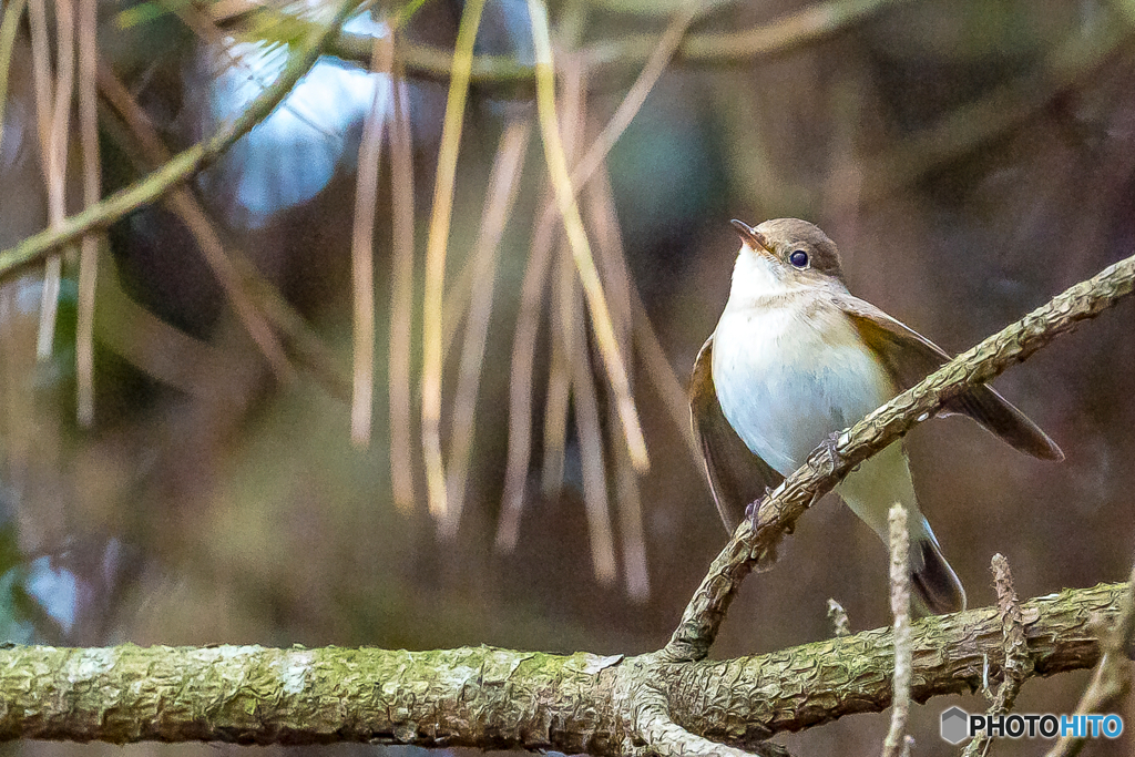 2026年 ニシオジロビタキ 6
