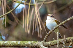 2026年 ニシオジロビタキ 6