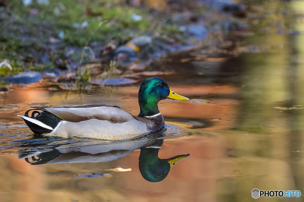 公園散策 マガモ５