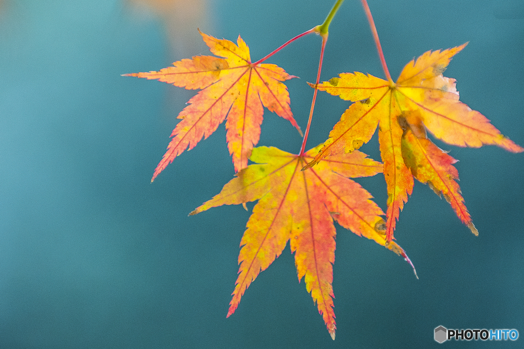 小さな紅葉１