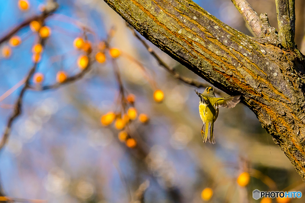 2026年　キクイタダキ 2