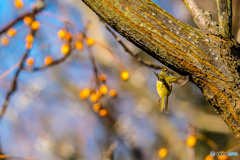 2026年　キクイタダキ 2