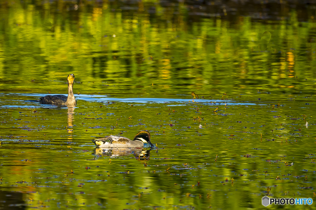 2025年 池の住人達　4