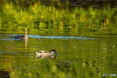 2025年 池の住人達　4