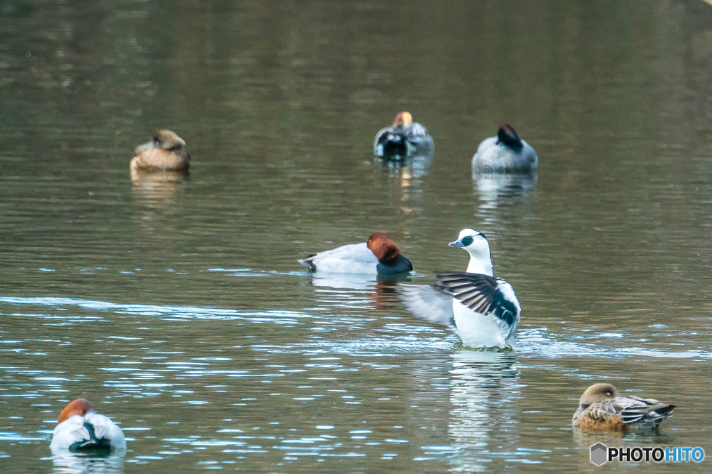 2026年 ミコアイサ 2