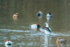 2026年 ミコアイサ 2