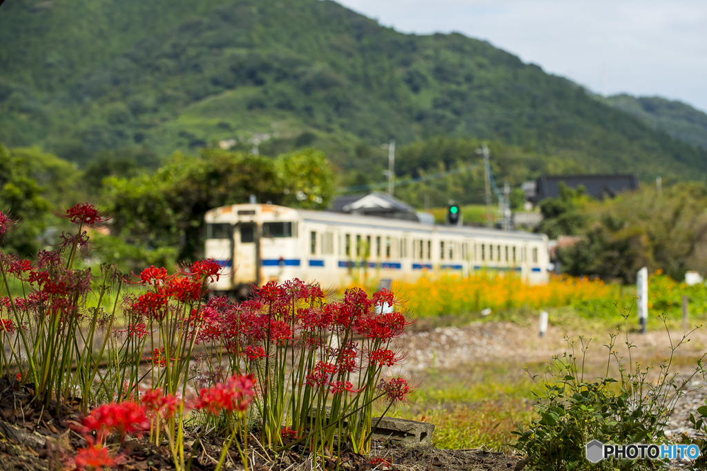 採銅所駅 彼岸花